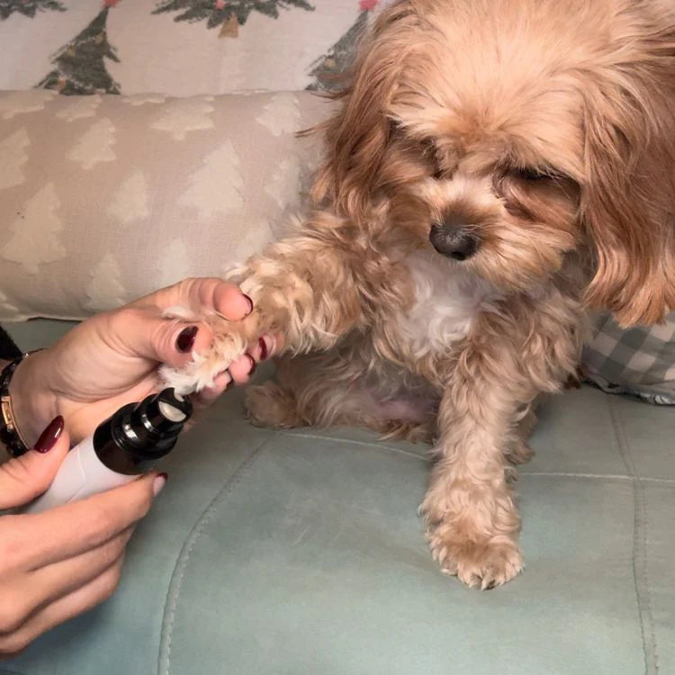 Pawfectly Groomer